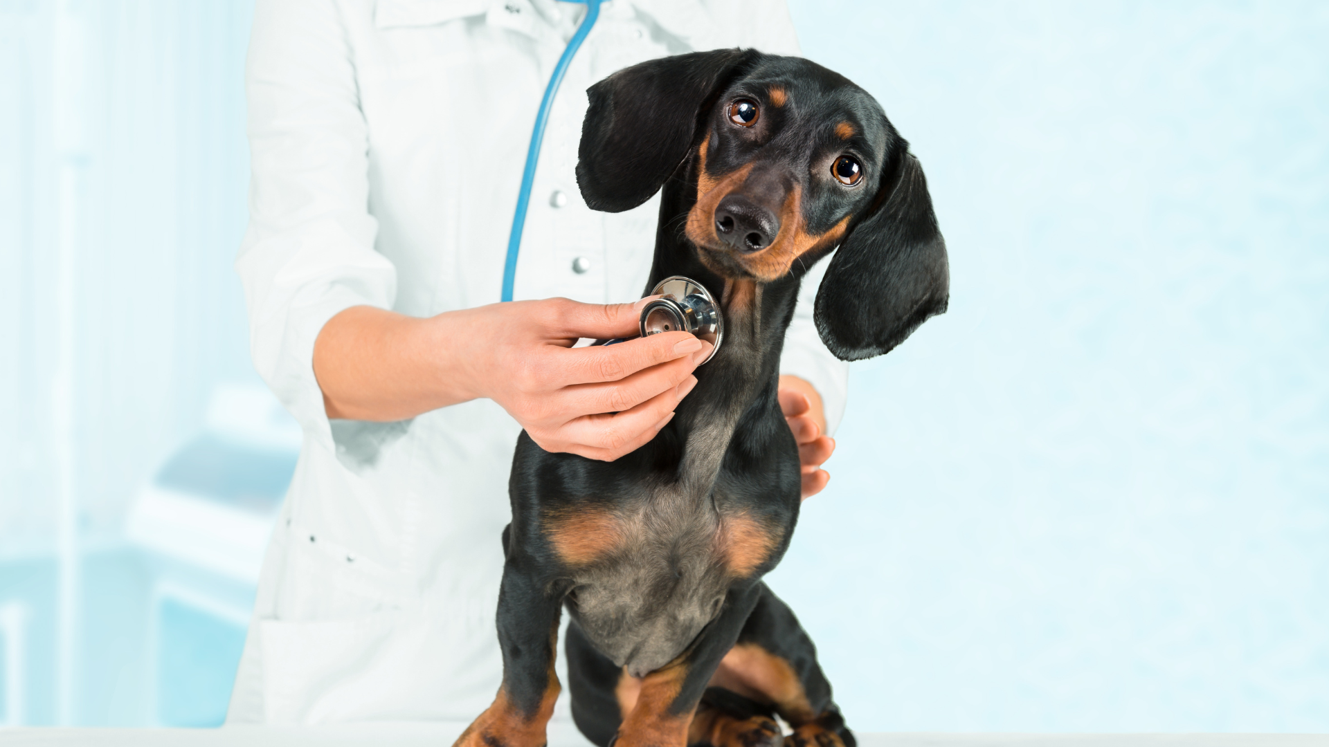 VETERINÁRNÍ MINIMUM