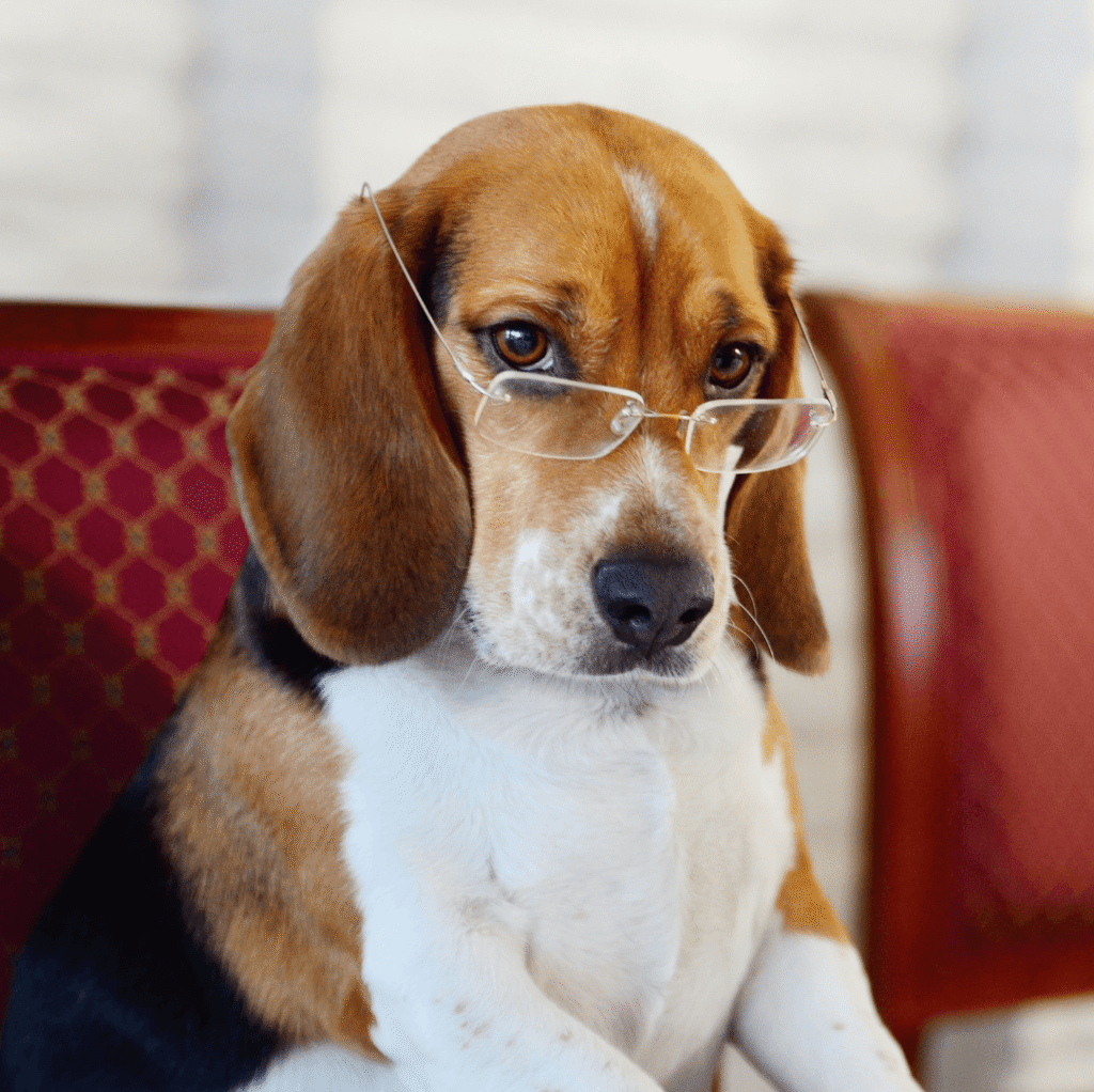 Pes s brýlemi