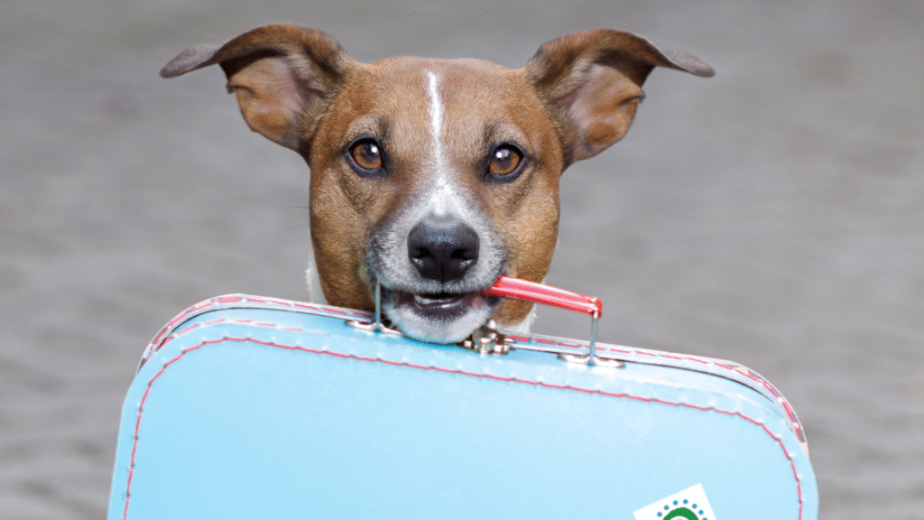 Pes drží v zubech kufr